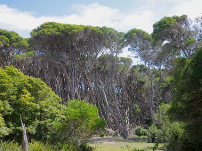 SUNDAY Bournda Beach  . . . and I get a better look at the Melaleuca trees.