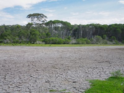 SUNDAY Disher's Lagoon  It was probably fresh (nonsalt) at one time because the foliage grows into the desiccated surface. It may have been good enough for the animals to use as a watering hole.