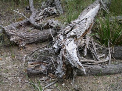 SUNDAY To Wallagoot Beach  On the short walk to the beach we pass through another stand of Melaleuca trees.  It looks as though a giant storm passed through and ripped them to shreds.