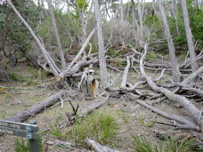 SUNDAY To Wallagoot Beach  The park rangers had been through with their chainsaws and opened the path again.