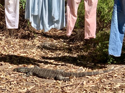 TUESDAY MORNING At camp  A goanna also stops by to say hello.