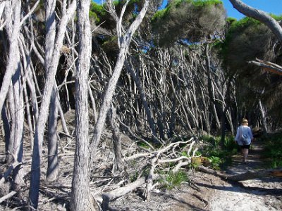 TUESDAY North Tura Beach  We then follow the path through a dense growth of Melaleuca Armillaris.