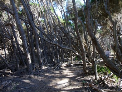 TUESDAY North Tura Beach  As with other stands of Melaleuca along this part of the coast, the trees have suffered a lot of wind damage.  There are dead logs everywhere.