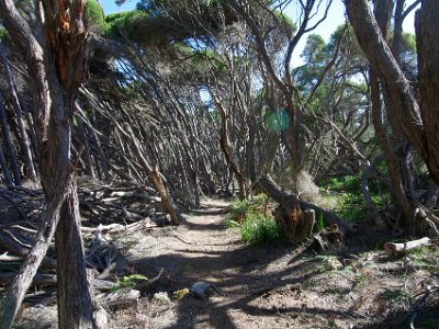 TUESDAY North Tura Beach  Whole stands of trees are blown down.