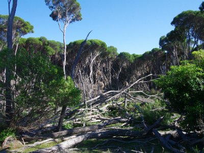 TUESDAY North Tura Beach  This area is quite badly damaged.