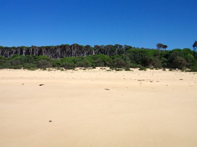 TUESDAY North Tura Beach  The Melaleucas grow behind a barrier of smaller shrubs but they do not come to the sandy edge of the beach.