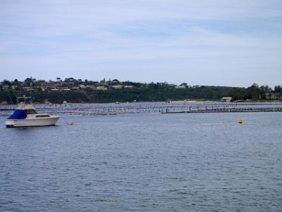 TUESDAY Afternoon at Merimbula  I have to say, oyster farms are not a joy for the eye to behold.