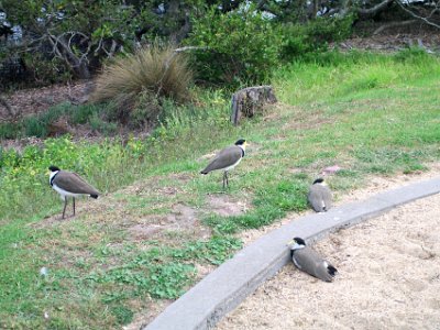 TUESDAY Afternoon at Merimbula  This is a family of Black-shouldered lapwing. They are found in Australia and NZ and their conservation status is "LC" Least concern.