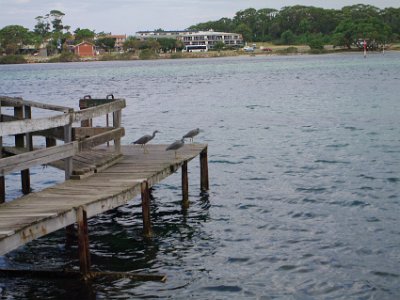 TUESDAY The Merimbula Boardwalk  These White faced Herons are the most commonly seen herons in Australia. Their conservation status is "Secure".