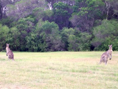 TUESDAY Scotts Bay  We have a great coffee in town, pick up some take-away for dinner and head back to camp. On the way back, we take a short detour to Scotts Bay picnic area on the western end of Lake Wallagoot. Lo and behold, a couple of bigger kangaroos stand and say hello.