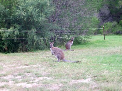 TUESDAY Scotts Bay  A couple of wallabies are less welcoming but they pause long enough for us to take their picture.