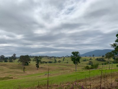 TUESDAY On our way to Bega  This is dairy country and quite beautiful. It's interesting to compare the number of native trees remaining on Australian farms with those on NZ's dairy farms.