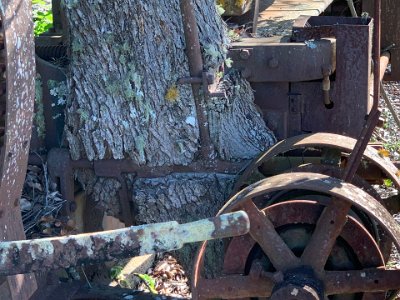 This is interesting; the tree has grown around the milling equipment in the years since this operation closed.