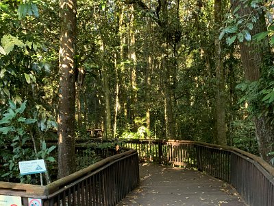 We walk towards the Curtain Fig and we're impressed by how easy Queensland makes it for you to visit attractions like this; a person in a wheel chair can still enjoy it the same as any other person.