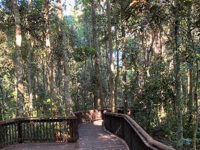 This is a Mabi Forest, a type of rainforest that occurs in North Queensland. It is found in small patches on the Atherton Tablelands, between the towns of Atherton, Kairi, Yungaburra and Malanda, with a remnant patch also located at Shiptons Flat, near Cooktown.