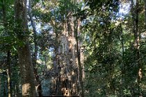 The Curtain Fig Tree is one kilometre north of the town of Yungaburra, in the Curtain Fig National Park within the Wet Tropics World Heritage Area.