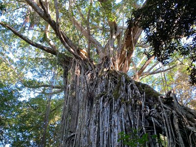 And there it is and it's huge. The Queensland Parks and Wildlife Service estimates the tree to be at least 500 years old.  Its curtain of aerial roots drops 15 metres to the ground.