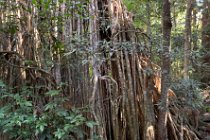 The Curtain Fig Tree is of the strangler fig species  Ficus virens . Normally these figs germinate on top of another tree and grow roots into the ground after which the fig then grows vigorously, killing the host tree.  In this case, the host tree tilted towards a neighbouring tree and the fig grew around it. Although these figs kill their hosts, they are an epiphyte that feeds from the ground unlike a parasitic plant that feeds from the sap of the host tree.