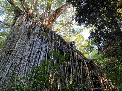 The tree is approximately 50 metres high with a trunk circumference of 39 metres. The canopy extends in a radius of approximately 30 metres from the trunk of the tree and is directly over our heads from where we stand.