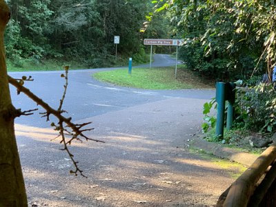 A variety of plants and animals make their homes in Mabi Forest, including the nationally threatened Large-eared Horseshoe Bat and Spectacled Flying-fox. Other species, such as the Musky Rat-kangaroo and the nationally endangered Southern Cassowary, used to occur in Mabi Forest. However, the remaining patches of Mabi Forest are too small for these animals to survive in, and so the Musky Rat-kangaroo and Southern Cassowary have become locally extinct.   This makes me want to puke.