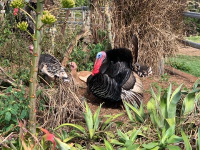 No cassowaries but plenty of imported stuff. We move hastily on.