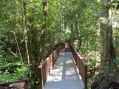 Several different forest types are found in Mount Hypipamee National Park. As climatic conditions at this higher altitude (1100 metres) are wet and cool, the rainforest plant species around the car park and along the crater track are much the same as plants typically found in the sub-tropical rainforests of southern Queensland and New South Wales.