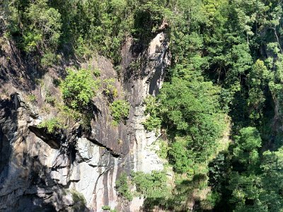 Towards the crater, the forest opens up and the nearby ridge is dominated by wet sclerophyll forest — an ecotonal forest between rainforest and the dry open woodland of the drier country to the west.   Note 1:    Wet sclerophyll forest    is characterised by very tall eucalypt trees (and their close relatives) which form the upper canopy layer. The trunks of these trees tend to be straighter than those of other eucalypts, and their leafy parts are often concentrated in the top third of the tree. Note 2: Ecotone, a transitional area of vegetation between two different plant communities, such as forest and grassland