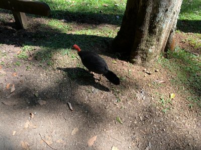 These useless, horrible birds not only infest our National Parks at Mount Colah but even up here 2500 kms away.