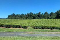 This tea plantation  is at East Palmerston on Hwy 25 after turning off the PCW and is obviously machine harvested compared with hand-harvested plantations that we saw in Malaysia. In 1958 the first commercial tea plantings were started in the Nerada valley, south of Cairns. In 1973 Tea Estates Australia ceased selling bulk tea and marketed the tea under their own Nerada brand.