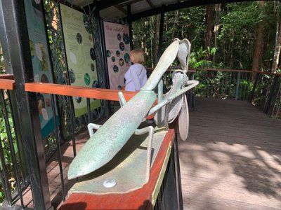 "Birds and butterflies are abundant, flying between and within the different vegetation communities. Vibrant rainbow and scaly-breasted lorikeets screech in the treetops. Quieter emerald doves can be seen on the forest floor. The distinctive 'wallock-a-woo' call of the elusive wompoo fruit-dove echoes down from the rainforest canopy. Australian brush-turkeys and orange-footed scrubfowl scratch around on the forest floor. Both birds use leaf litter to build huge nesting mounds. The imposing flightless southern cassowary also inhabits the park, and plays a vital role in distributing the seeds of rainforest trees, by feeding on a variety of rainforest fruits. The brilliant blue Ulysses butterfly and the vivid green of the Cairns birdwing butterfly provide flashes of colour among the trees."