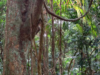 This part of the track is a wet tropical forest full of vines, palms and trees that eat each other.