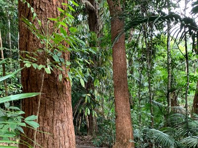 ﻿ "Queensland kauri is a large, coniferous tree with a straight trunk, growing to a height of 25-40 metres with a trunk diameter of between 100 - 200cm. The trunk is clear of branches for over half its length. The characteristically straight and symmetrical trees are covered with smooth to flaky grey-brown bark. Woody scales from collapsing cones gather at the base of these trees."