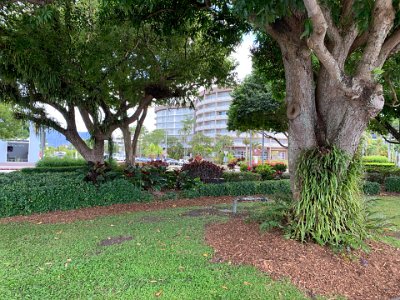 Everything is lush and green on the streets of Cairns. Epiphytic ferns cling to the tree in front of us.