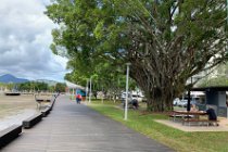 I think these trees are a species of fig called  ficus virens.  It is the same species as the Curtain Fig we saw on Saturday at Yungaburra and they are strangler figs. They are often called Banyan trees  Ficus microcarpa,  which is   an introduced species.