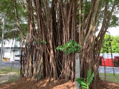 A giant Ficus virens fig near the southern end of the Esplanade.