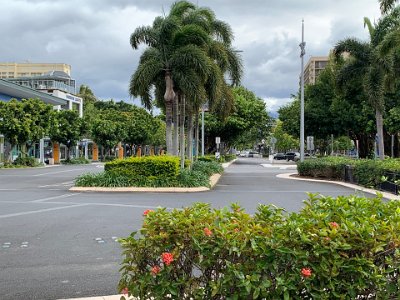 We start our return journey back to our hotel, travelling inland. The lush gardens of Cairns continue to impress. The palms are Foxtail Palms, what a good name.