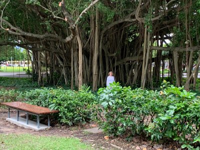 The size of this fig tree needs a human, in this case Jenni, to stand in front to get some idea of its girth.