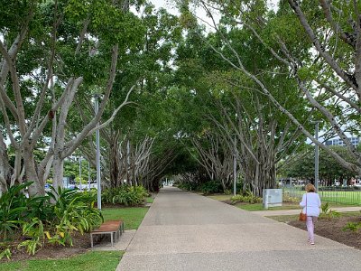 We exit the shopping centre, cross the road and enter another beautiful walkway under a canopy of young fig trees.  This walkway is illuminated at night with lights of many different colours.