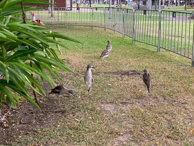 Jenni looks these birds up on her iPhone; they are Bush Stone Curlews and are native to Australia.