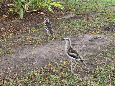 They are capable of flight, but rely on the camouflage of their plumage to evade detection during the day.  Both sexes care for two eggs laid on the bare ground, usually sited near bush in a shaded position or next to a fallen branch.