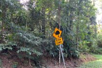 The Barron Gorge NP has  Cassowaries living within it but sightings are rare.