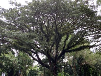 We park easily and walk to the entrance. The growth on this tree is fascinating. They are tropical epiphytic ferns that make the tree look like it is growing hair.