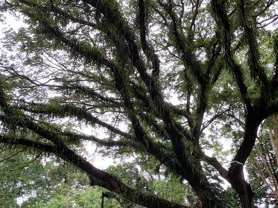 There is also a tree covered in epiphytes likes this on the Cairns Esplanade. Epiphytic ferns grow naturally in a totally soilless condition and grow without using the water and nutrient storage of soil. The plants obtain water and nutrients only during rain.