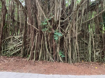 Look closely and you can see the roots of the tree have completely consumed the wall. It reminds me of the temples in Cambodia or Indiana Jones movies.