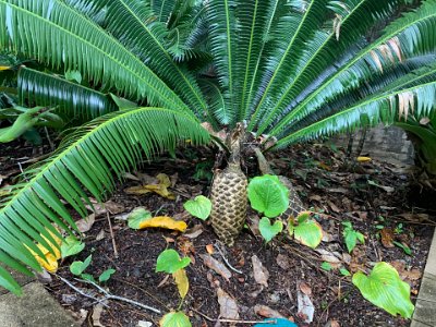 On the way in I spot this plant. It is some sort of cycad and they are not closely related to palms, ferns, trees or any other modern group of plants.