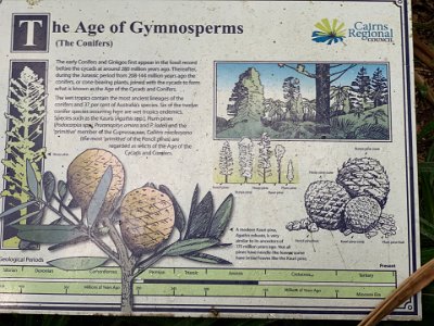 This story board places the origin of the cycad that we saw at the entrance as during the Jurassic.