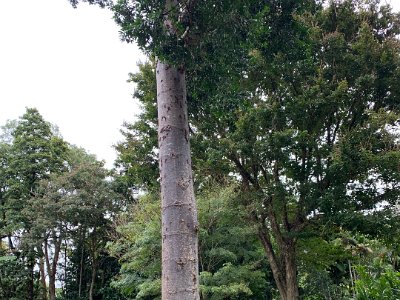 "The Queensland kauri was heavily logged in the past, and spectacular trees of prodigious size are much rarer than in pre-European times; despite this, the species as a whole is not endangered."