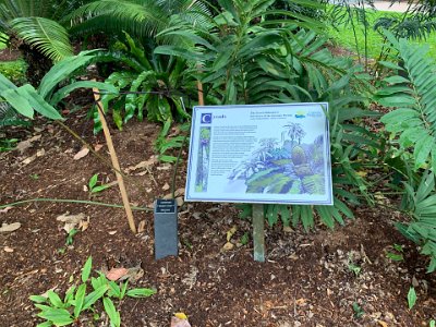 "Modern cycads are the survivors of an evolutionary journey spanning at least 260 million years.  They reached their peak in both numbers and species during the Jurassic Period when they were an important food source for herbivorous dinosaurs and other animals of the period."