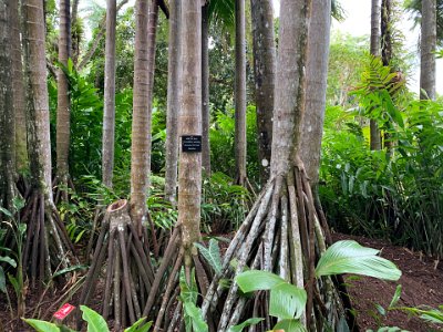 These are Seychelles Stilt Palms from (duh!) the Seychelles. The stilt root system is thought to have evolved to stabilise the palm on sleep slopes.