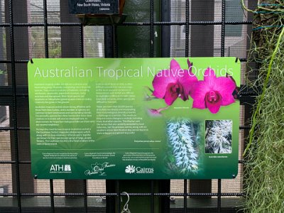 "Australia's tropical native orchids are a diverse and fascinating group of plants, comprising more than 200 species. They occur in a variety of habitats including rainforests, savannahs, paperbark swamps, rocky outcrops and mangroves.  Most local species are epiphytes or lithophytes (growing on trees or rocks); relatively few in the ground."